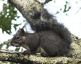 WesternGraySquirrel1