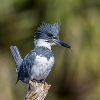 Belted Kingfisher 24120918989