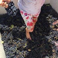 grape stomp 2 1