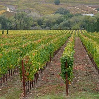 1200px Ferrari carano vineyard in Dry Creek