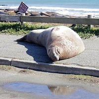 Sleeping seal in the parking lot