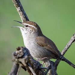 Bewicks Wren 39098681115