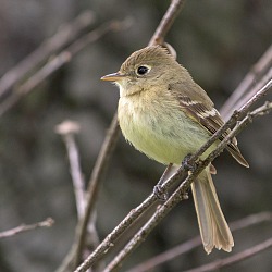 Pacific slope Flycatcher 40240