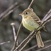 Pacific slope Flycatcher 40240