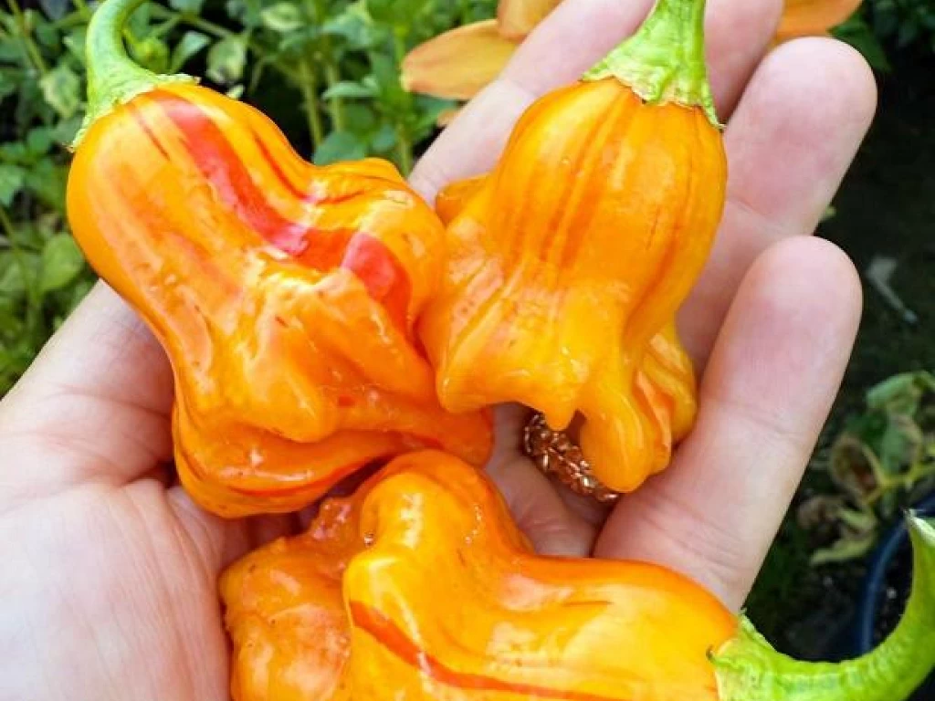 Peppers grown by Alex Trefry