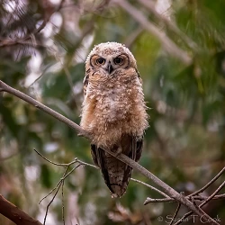 Juvenile Great Horned Owl b 49945313752