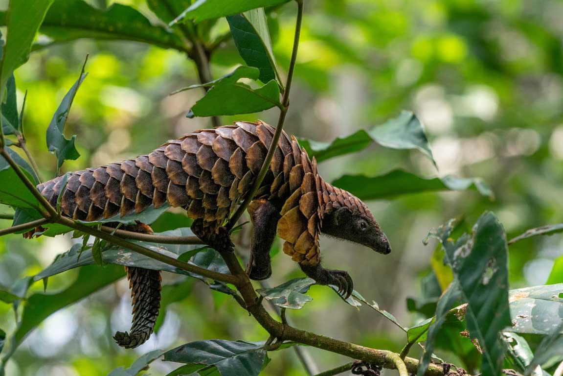 Pangolin