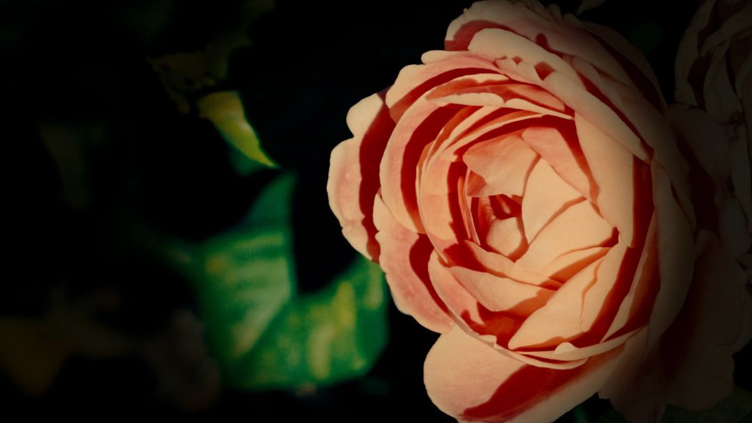 Born to Be Wild: Quarryhill's Conservation Quest