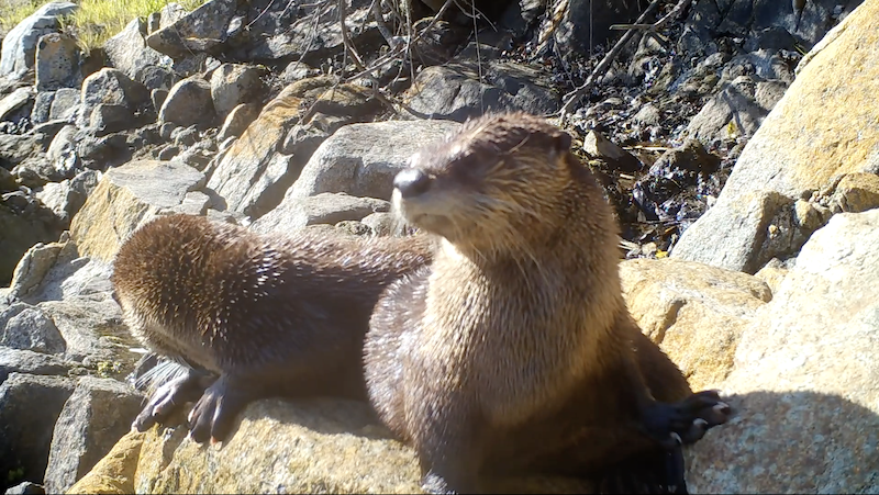 River Otters CritterCam