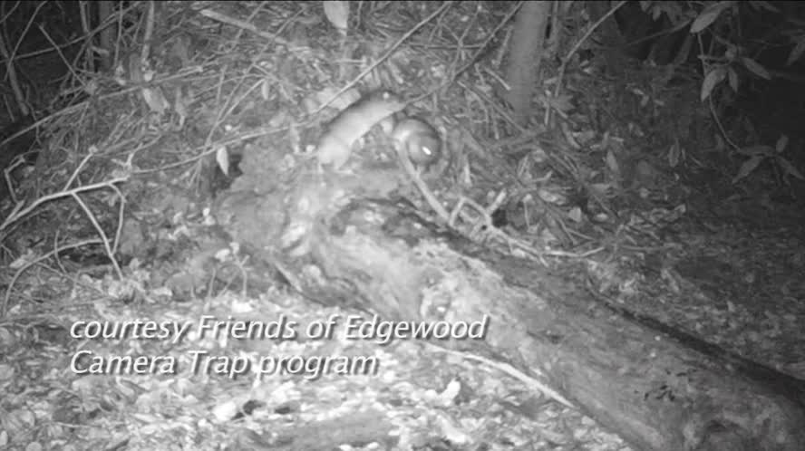 Bay Area Bountiful: Edgewood Preserve