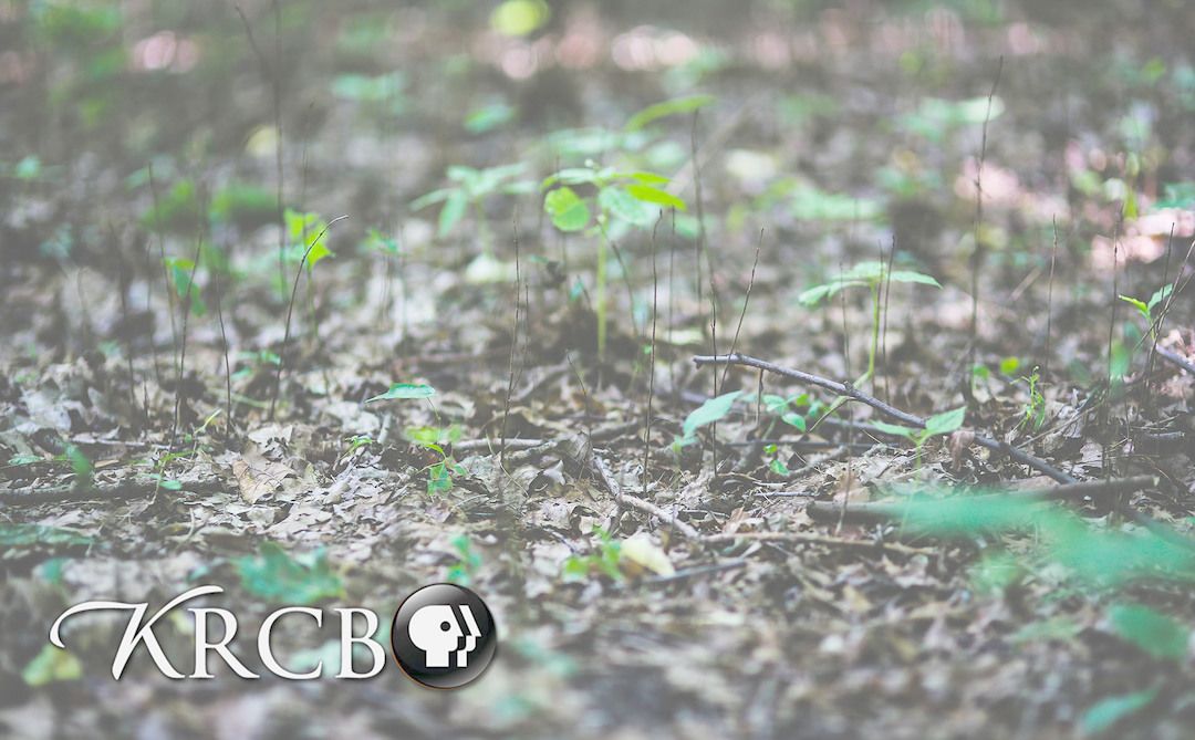 Bay Area Bountiful: Groundwater