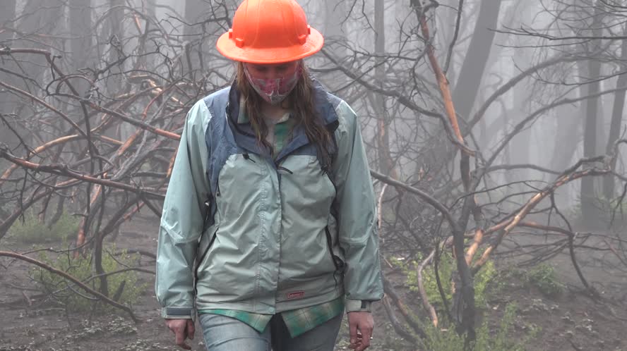 San Vicente Redwoods Short Story