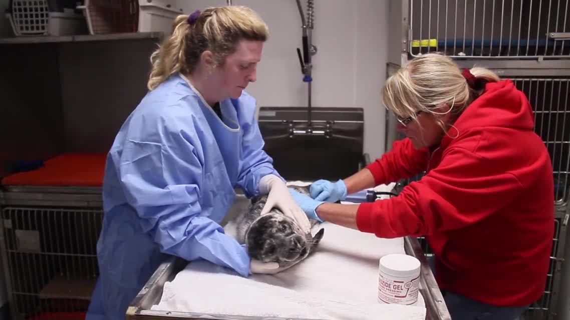 Rescue, Rehabilitation and Release